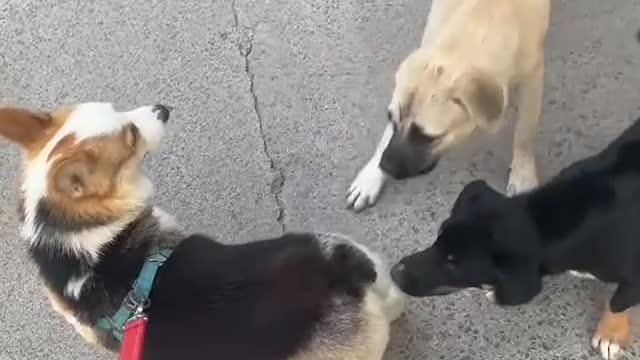 "I must be the first one to miss you today," said the dog