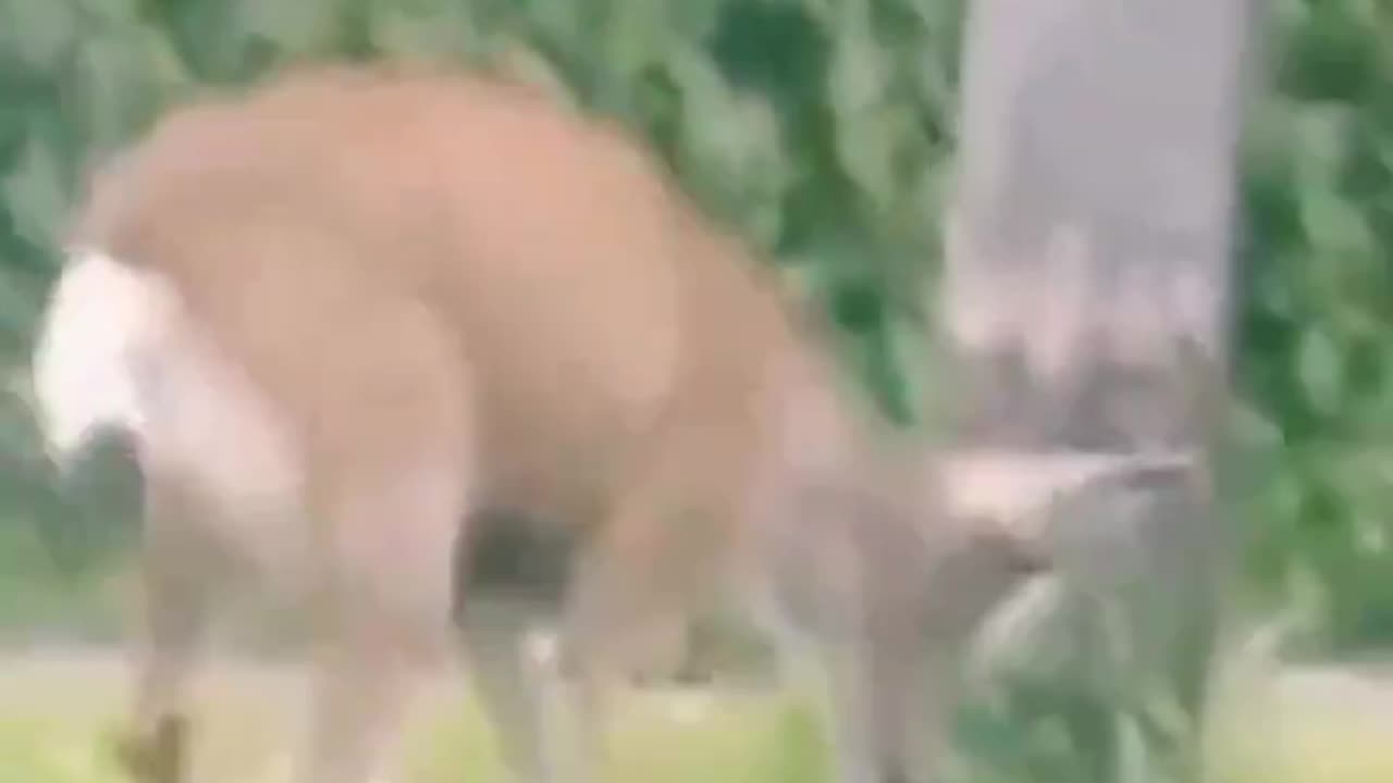 Deer Vs Dog