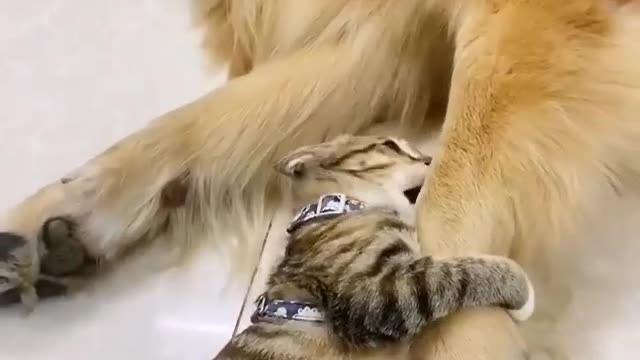 #Amazing dog & Cat chemistry