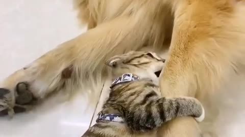 #Amazing dog & Cat chemistry
