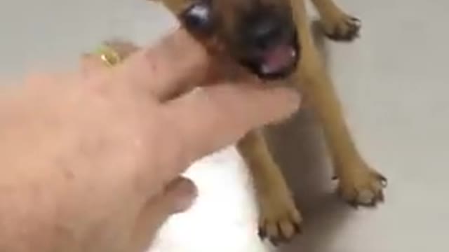 Chihuahua l l ll