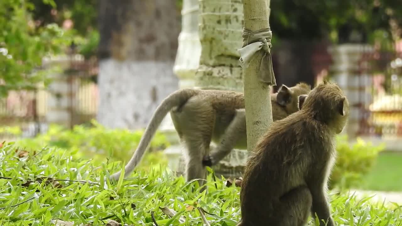 Dog having sex and monkeys wants to disturb them