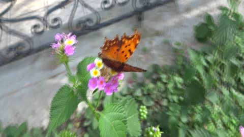 Flowers and butterflies