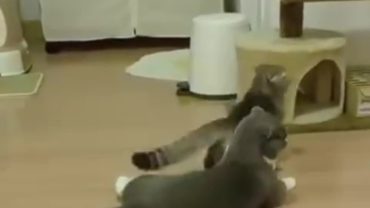 MALE CAT REJECTING MATING WITH PUSSY CAT...😂