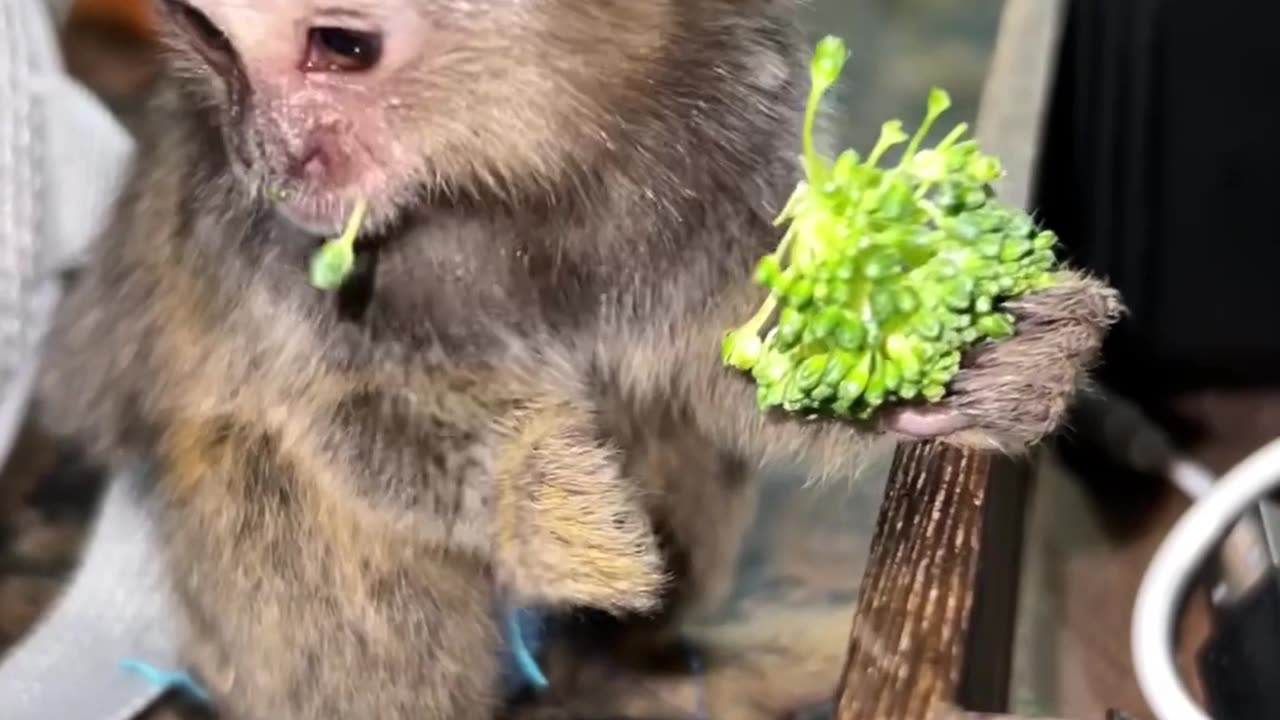 Tiki Likes Broccoli so Much he Thinks he has to Hide with it