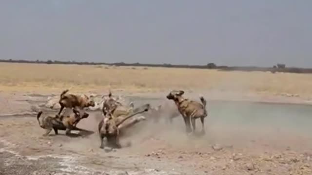 Can a lioness fight off a pack of wild dogs