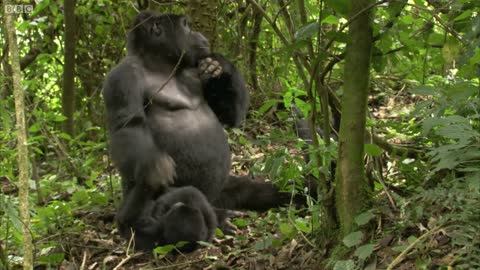 Playful Adult Gorilla | Mountain Gorilla | BBC Earth