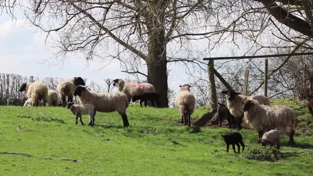 Animals on the farm at dawn - music to relax and meditate