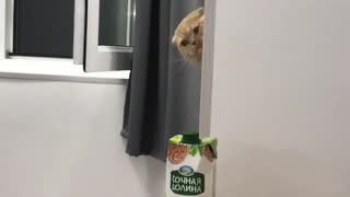Im a Bitch, im a bossCat