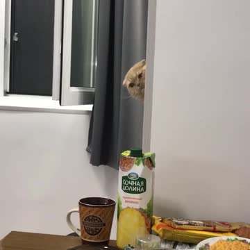 Im a Bitch, im a bossCat