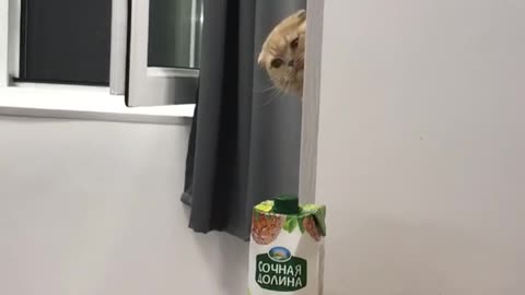 Im a Bitch, im a bossCat