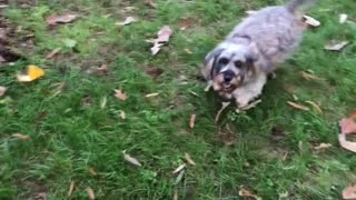 This Little Pup Is Thrilled To Be Playing In The Leaves