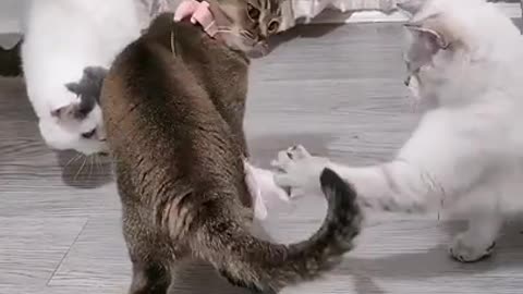 Lovely and Funny Animals Funny Cat video Clip 5 in 2021🐱