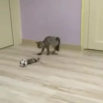 Un très beau chaton