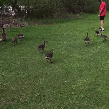 Playful ducks in the park