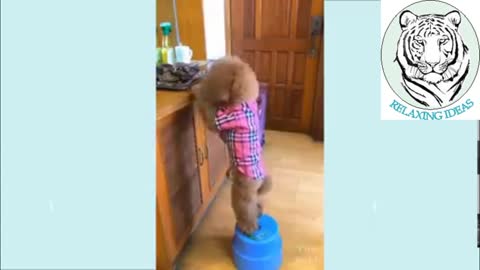 Smart dog doing wonderful tricks and feeding its young