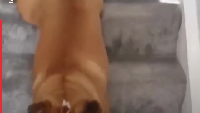 Funny dogs playing with pleasure