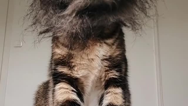 Un chat 🦁 lion 😕😳 c'est m'a première fois de voir sa