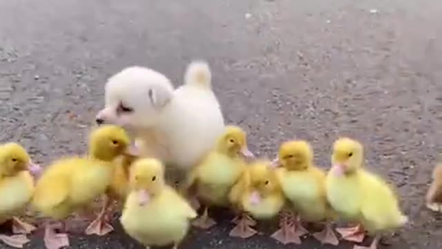 Cute puppy video.cute puppy playing with birds.