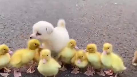 Cute puppy video.cute puppy playing with birds.