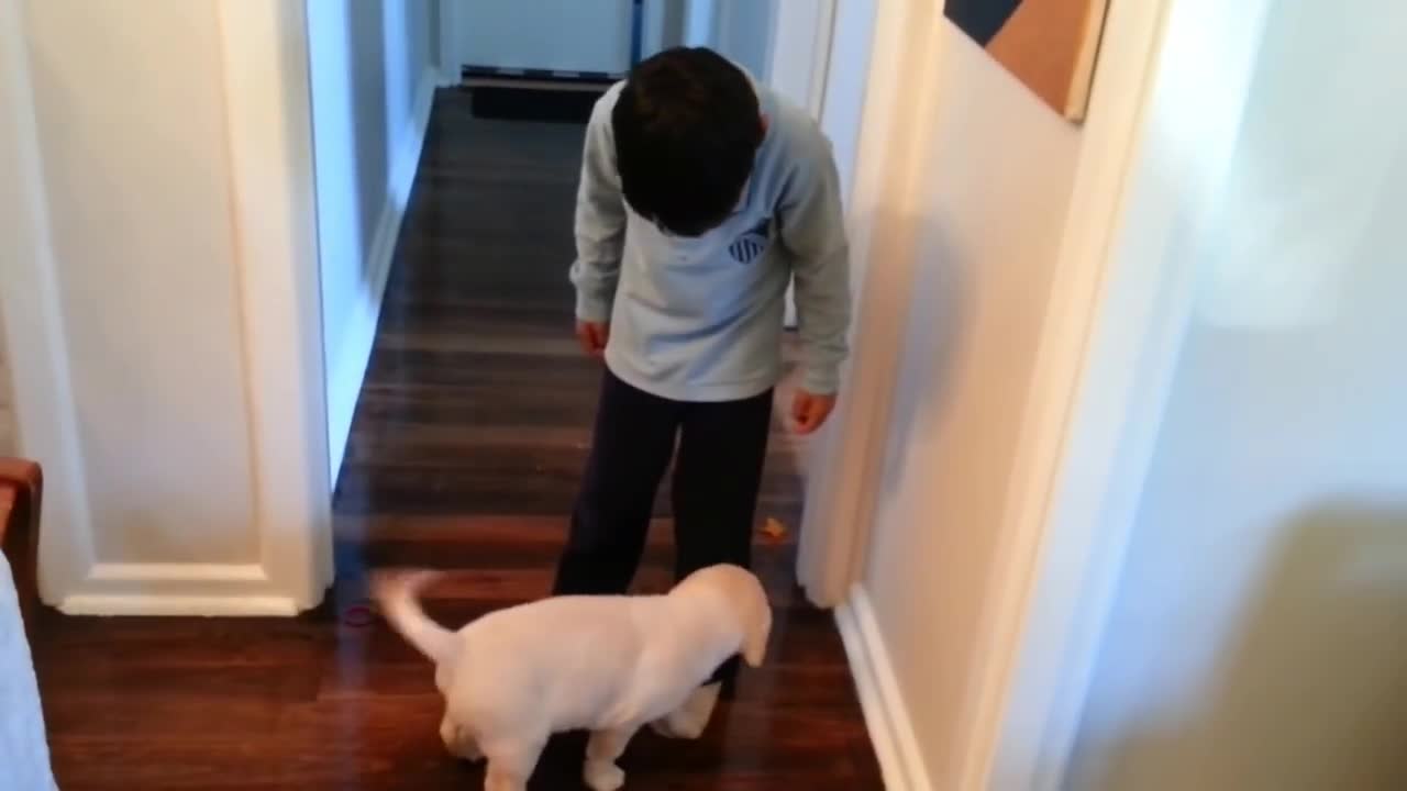 The Boy surprised to see a Labrador puppy