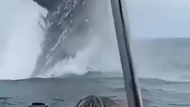 A rare shot of a blue whale jumping next to the boat