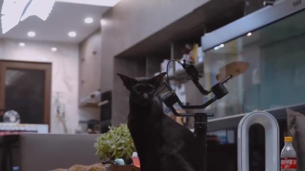 My favorite cat