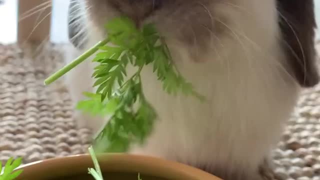 Cute bunny eating lettuce