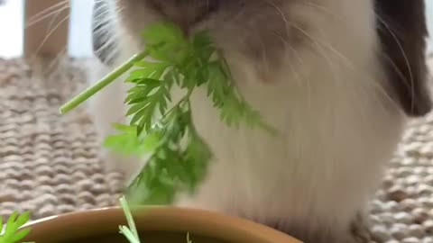Cute bunny eating lettuce