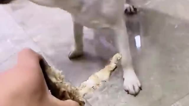 10 Best Trained & Disciplined Dogs in the World!