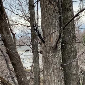 Northern Maine, wild life vid.