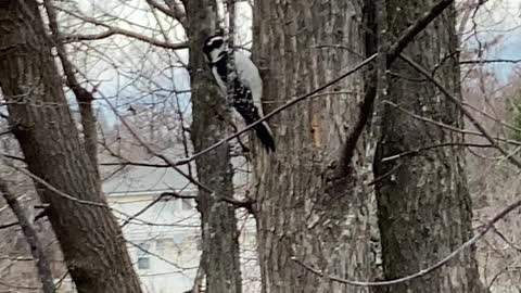 Northern Maine, wild life vid.