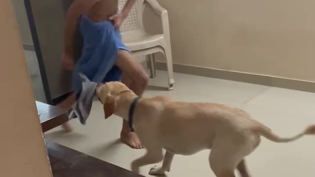 Funny Dog Playing