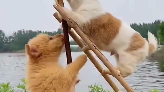 cute puppy climbs ladder