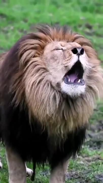 Angry loin roaring to hunt.
