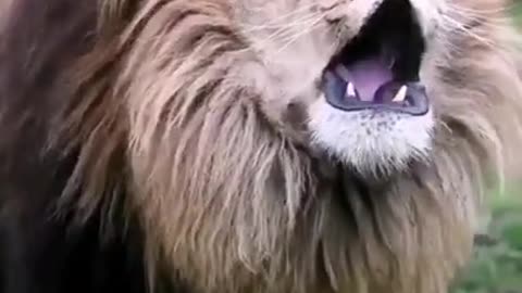 Angry loin roaring to hunt.