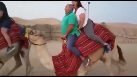 Funny camel
