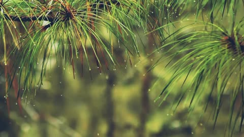 🌳 Forest ambience rainfall 🌳 🌧 Soothing for anxiety relief 😌