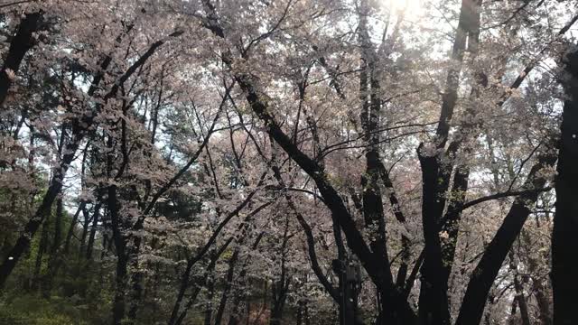 Namsan, Korea