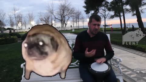 PUG JAMMING TO MUSIC MEME