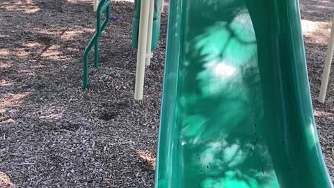 Syrian Bears Both Love Slide