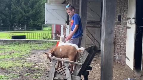 Boy and his goats