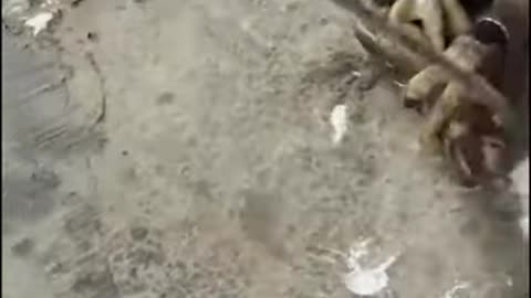😱😱😱#fyp #foryou #eagle #snake #😱df