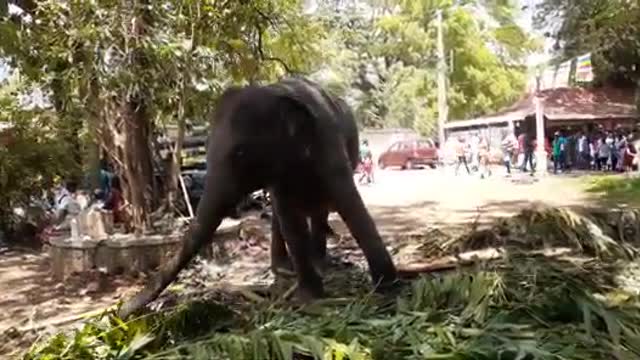 elephant attacks