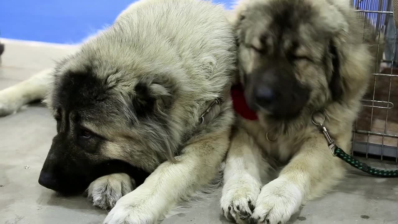 Couple of caucasian shepherd dogs