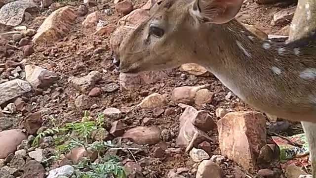 Cute Deer enjoying walk