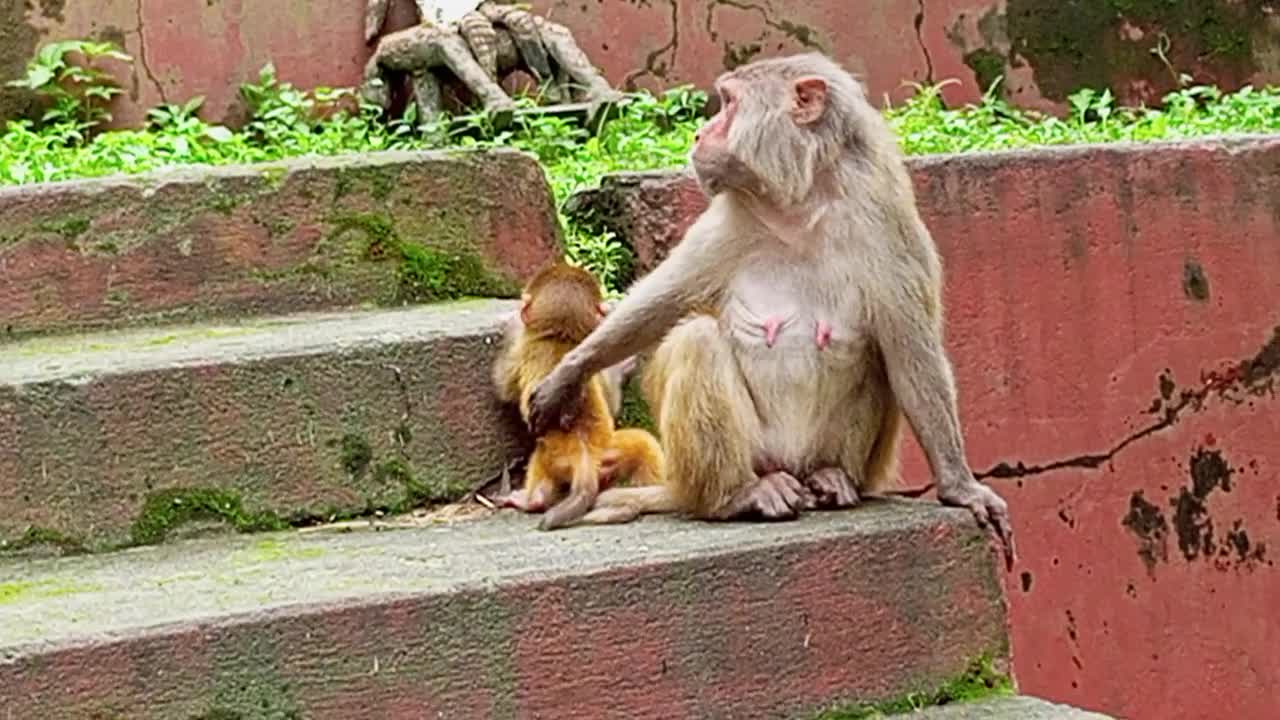 Mother Love to Child Monkey