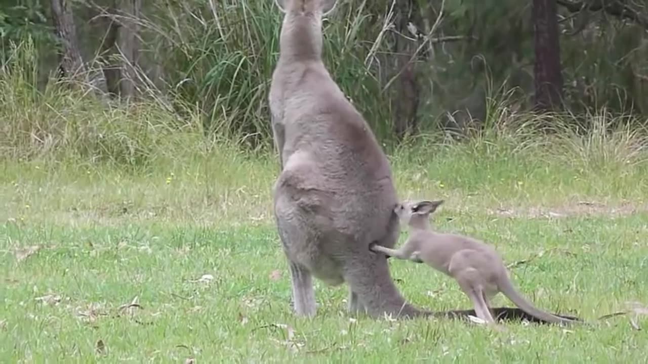 Playful Baby Kangaroo