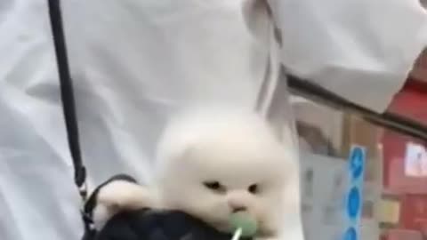 Eat Lollipop 🍭 Funny Pomeranian 😍