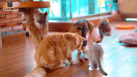 4K Quality Animal Footage - Cats and Kittens Beautiful Scenes